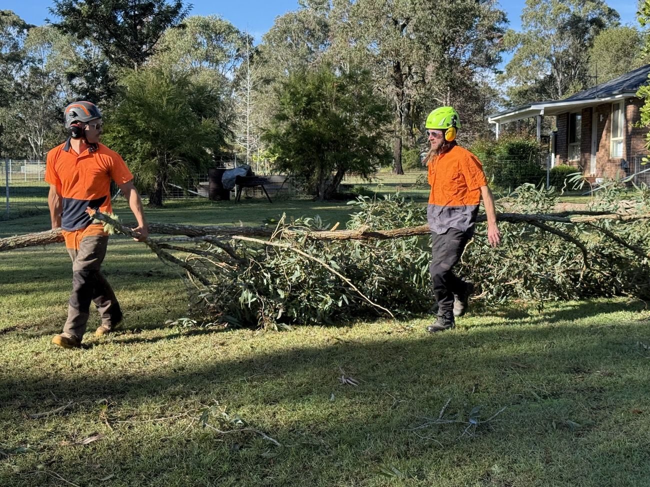 Alex's Vegetation tree work in Port Macquarie