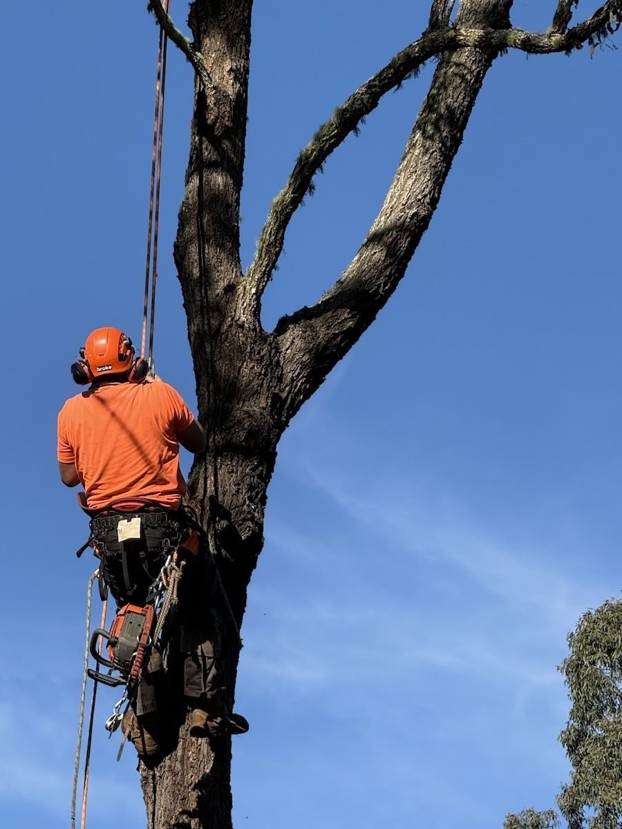 Alex climbing a tree in Port Macquarie