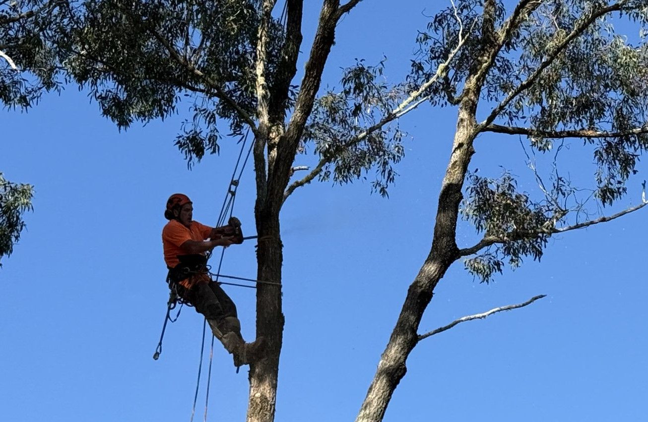 Alex's Vegetation tree work in Port Macquarie