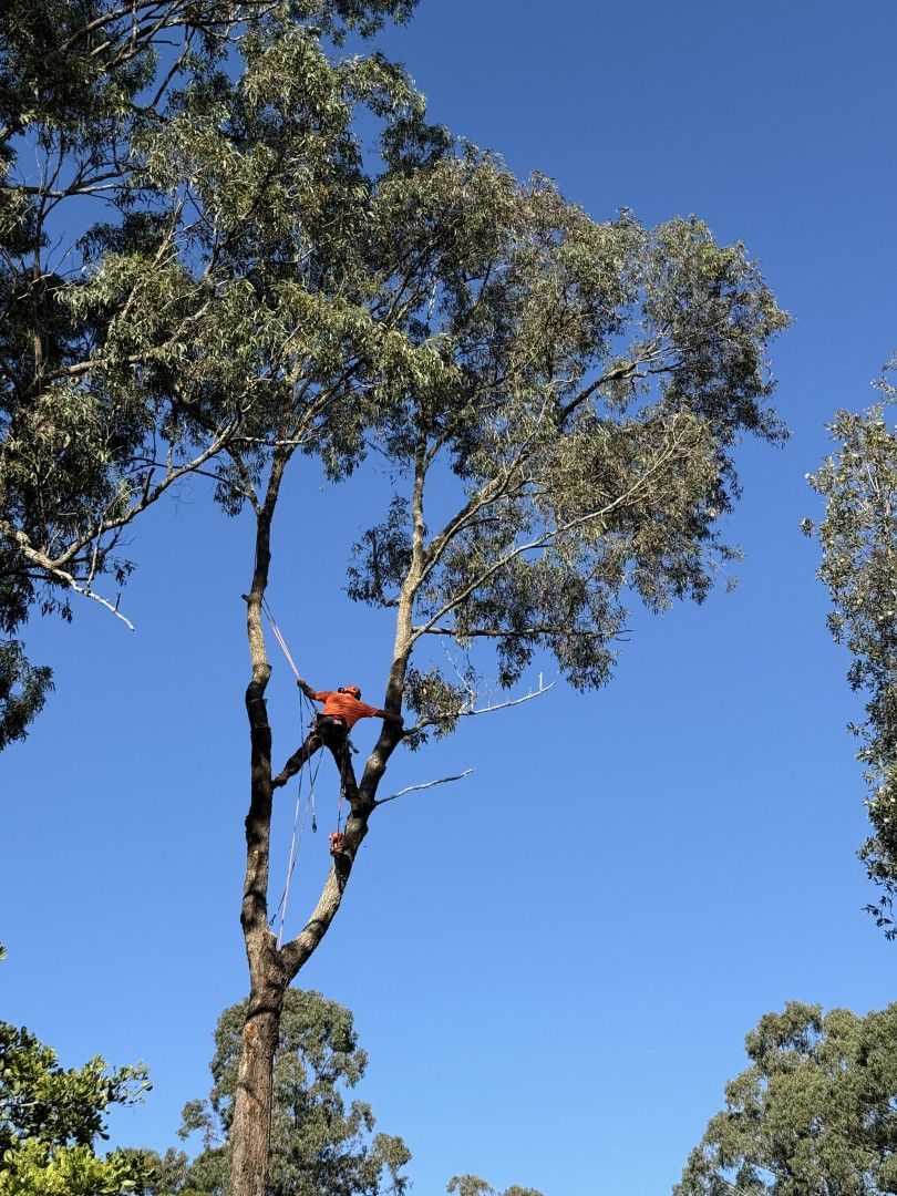 Tree Trimming and Pruning by Alex's Vegetation