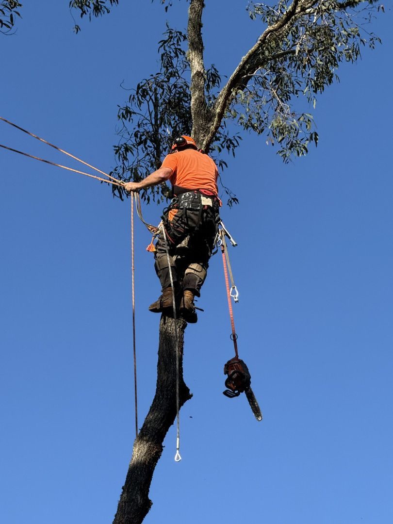 Arborist climbing with ropes