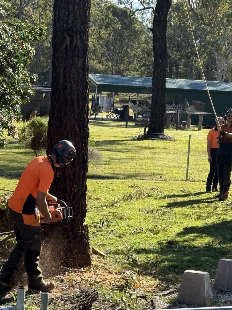 Chainsaw work at the base of a tree