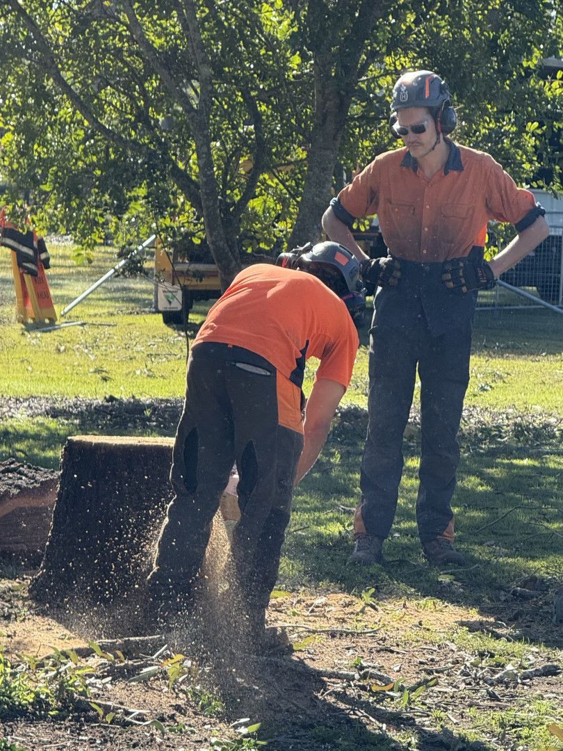 Tree Removal by Alex's Vegetation