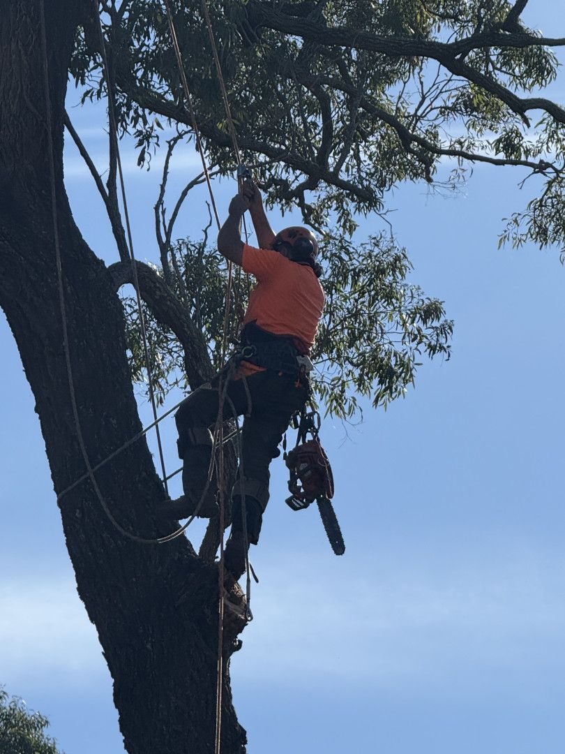 Climbing arborist pruning